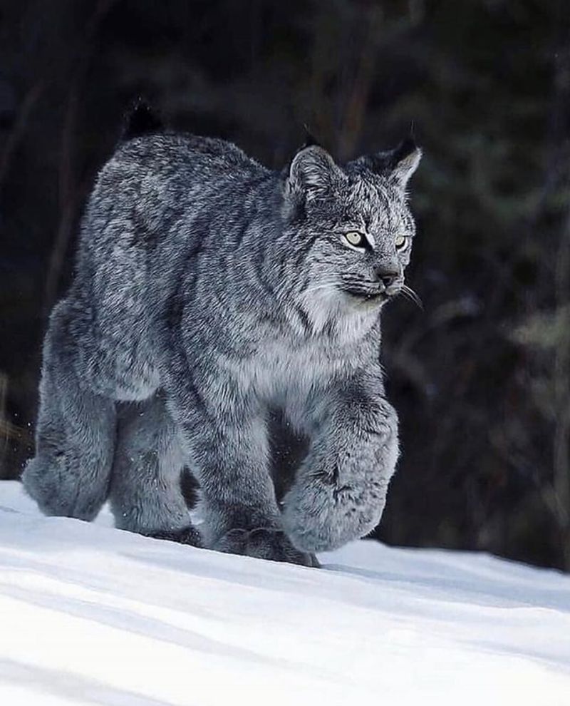 Lynx