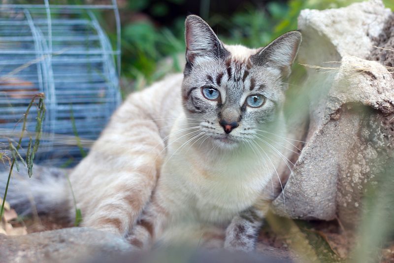 Lynx Point Siamese