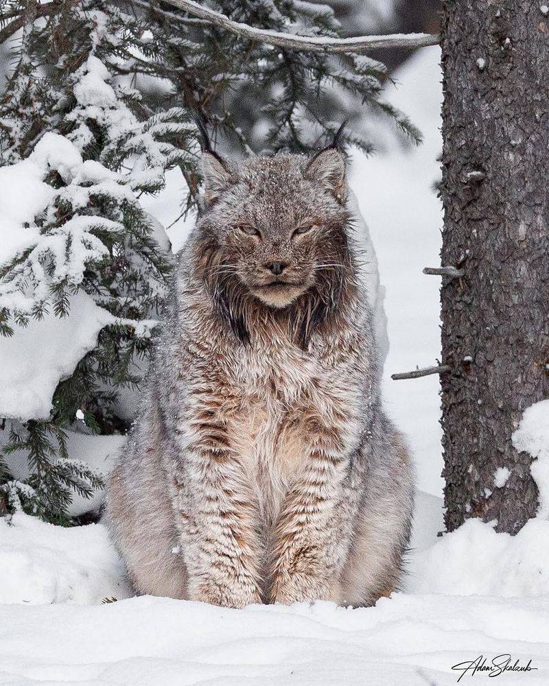 Lynx: The Snowshoe Specialists