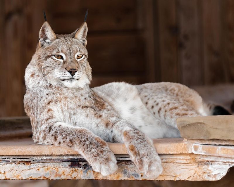 Lynx: The Stealthy Snowshoe Specialist