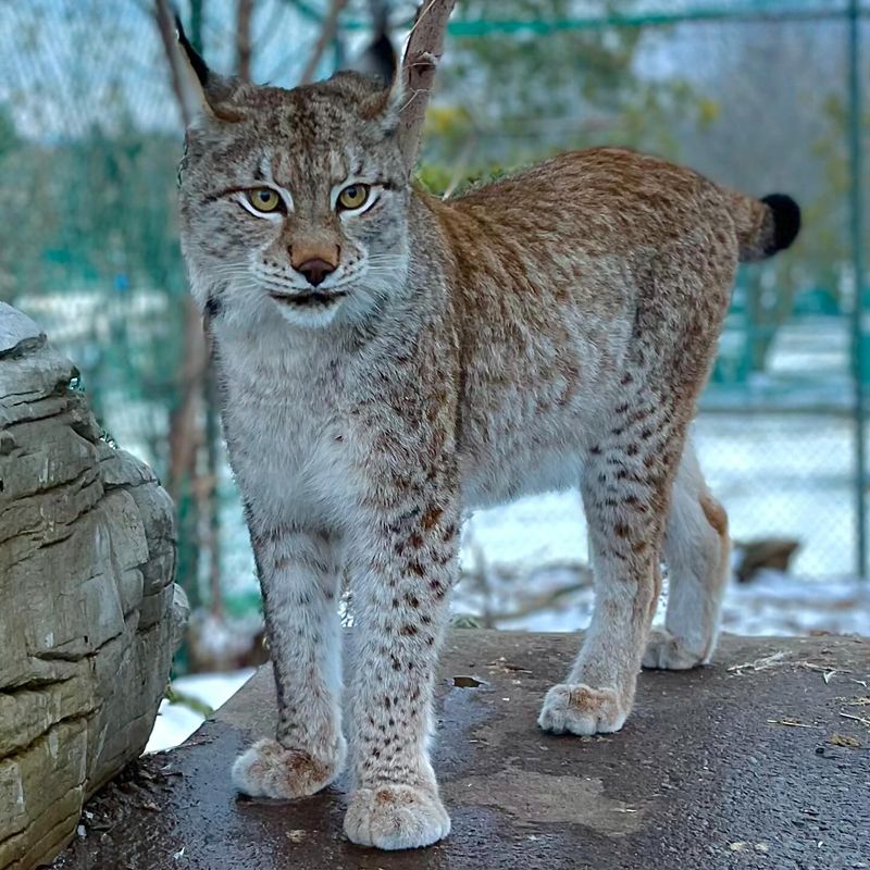 Lynx Thrive in Alaska and the Upper Midwest
