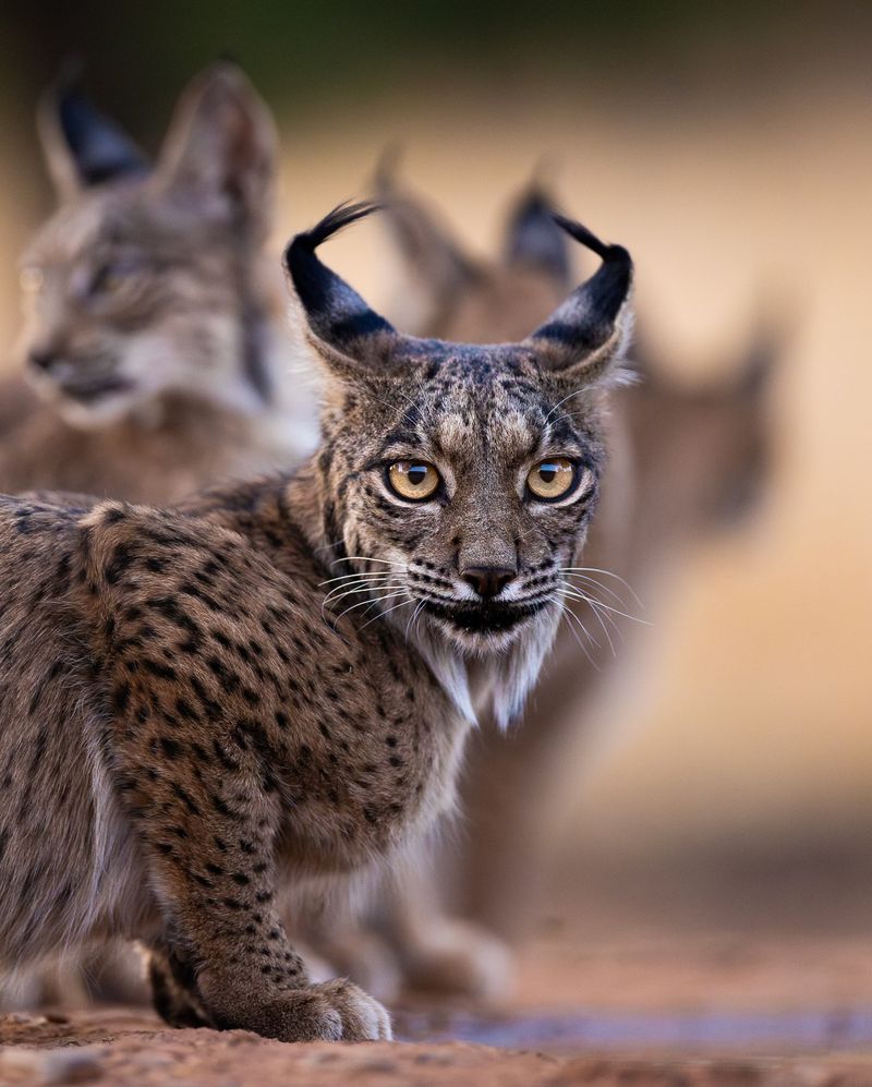 Lynx's Luminous Lanterns