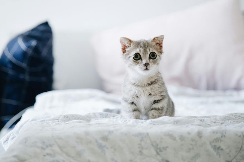 MISTAKE: Forcing Interactions When Kitten Is Fearful