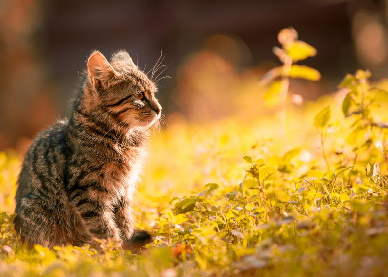 MISTAKE: Isolating Your Kitten From Household Activity