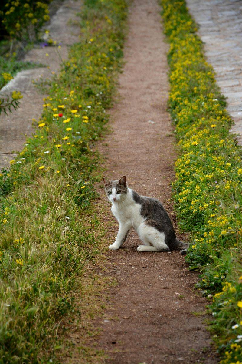 MISTAKE: Punishing Your Kitten for Normal Behaviors
