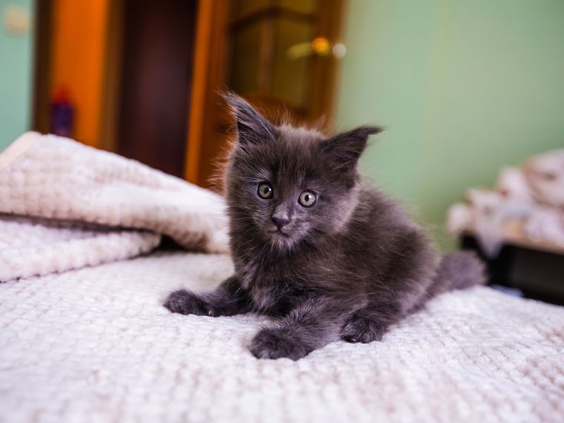 Maine Coon