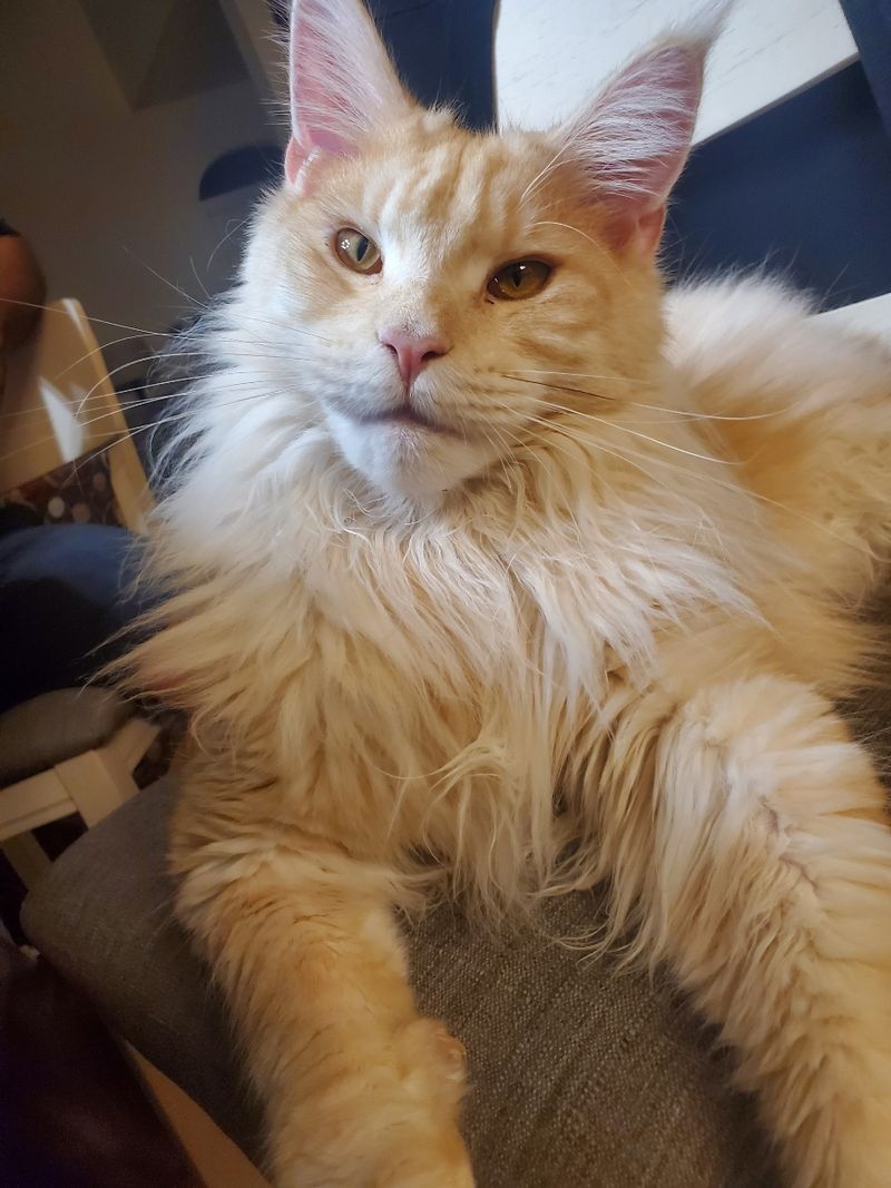 Maine Coon