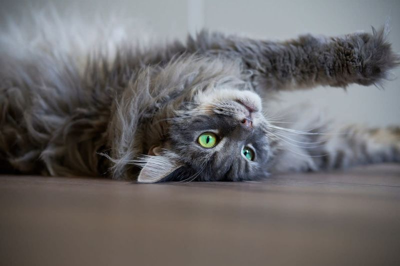Maine Coon
