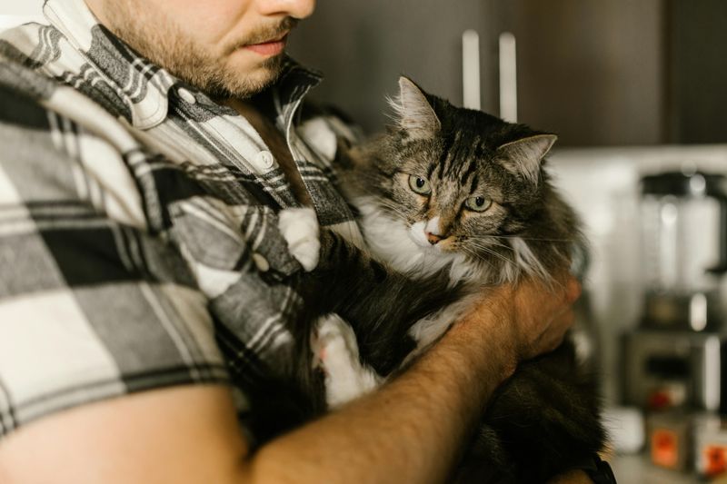 Maine Coon