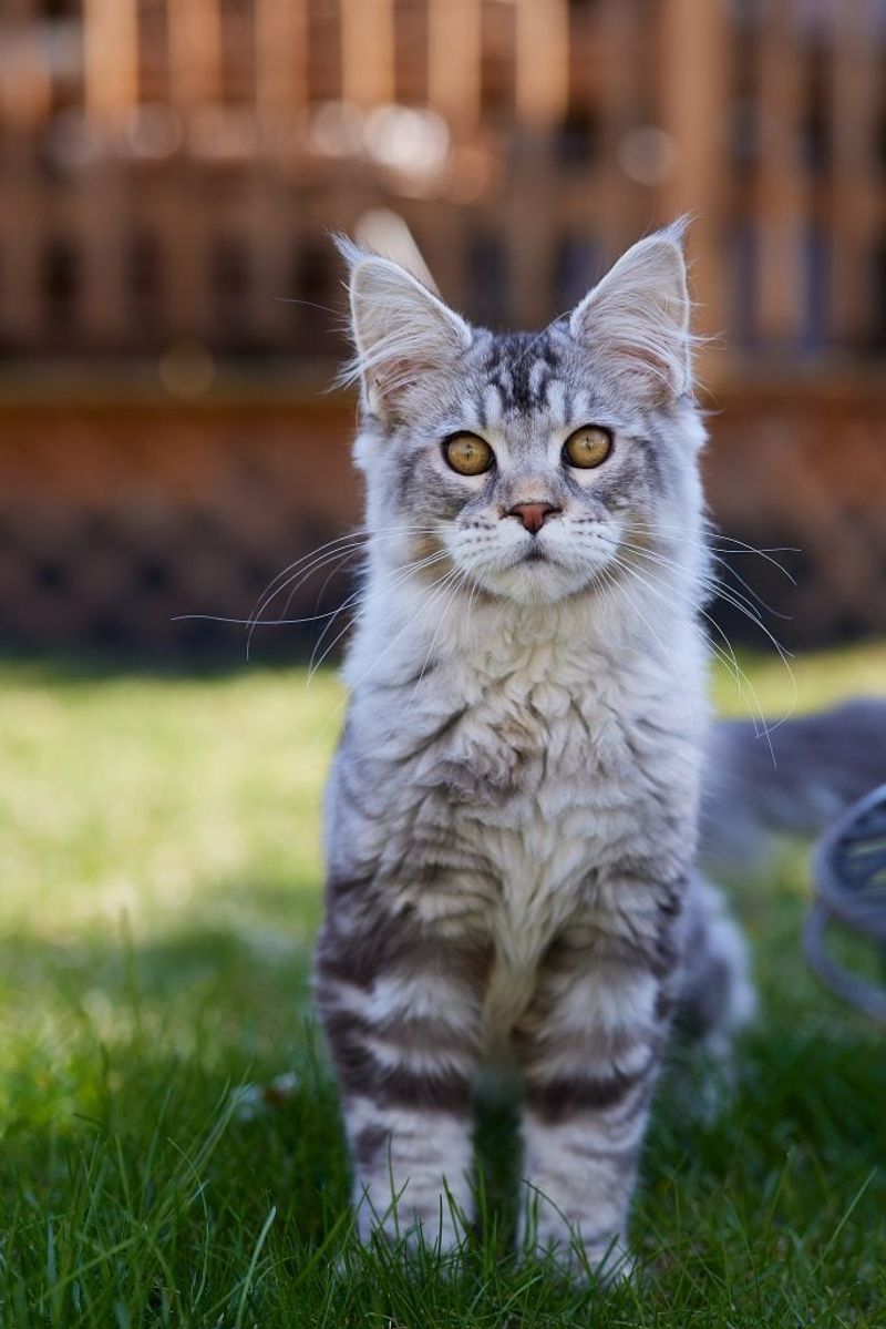Maine Coon