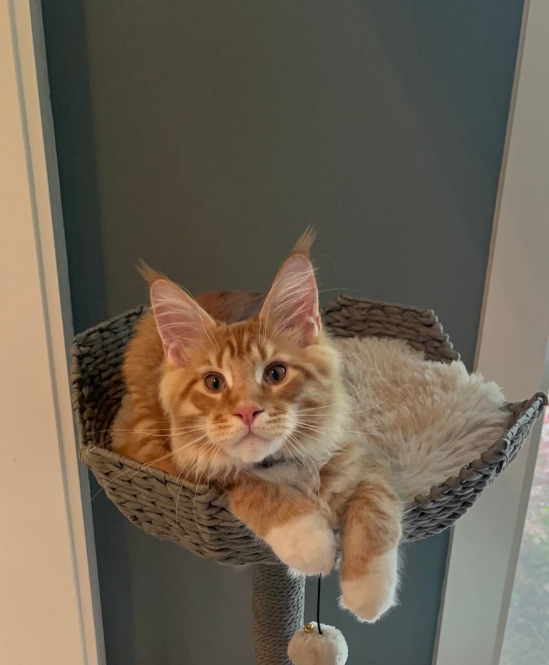 Maine Coon