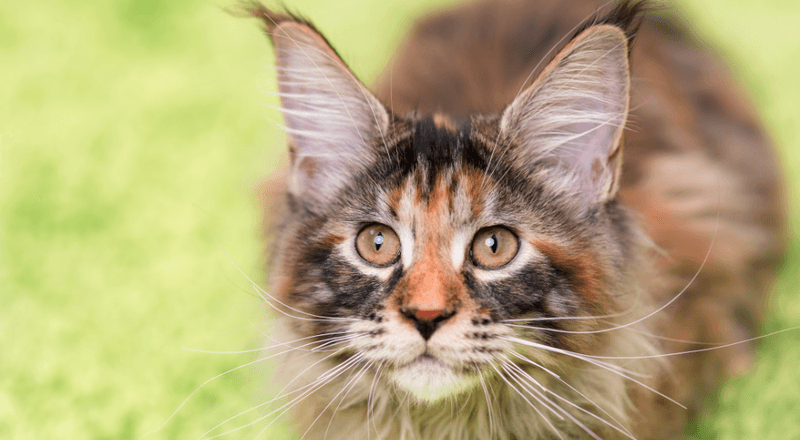Maine Coon