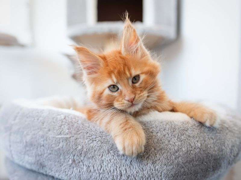 Maine Coon