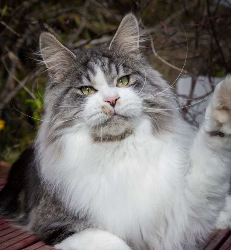 Maine Coon