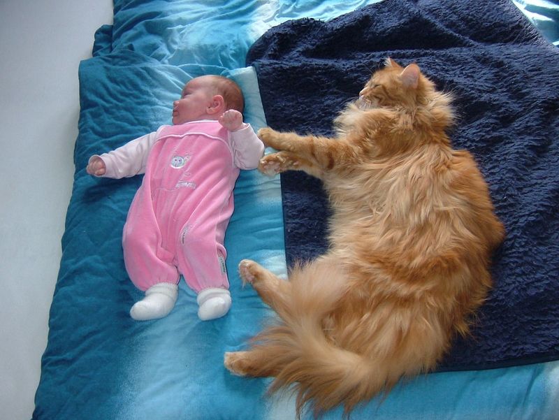 Maine Coon