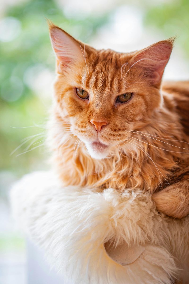 Maine Coon