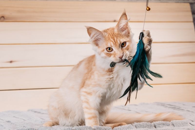 Maine Coon