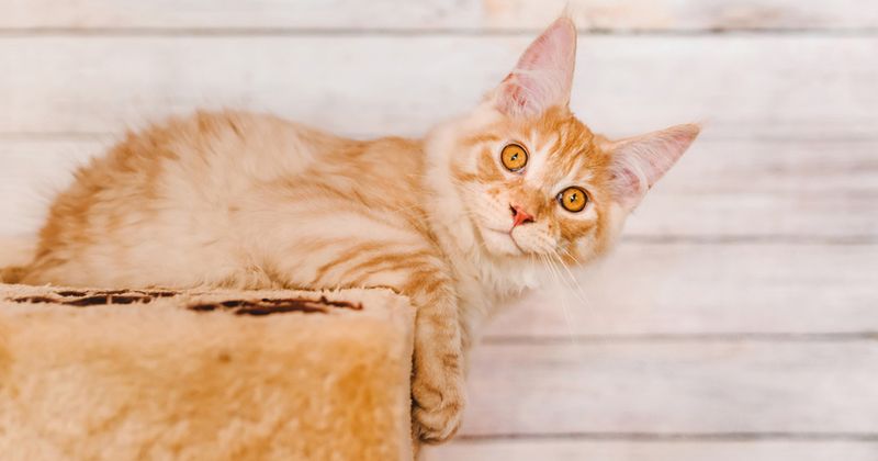 Maine Coon