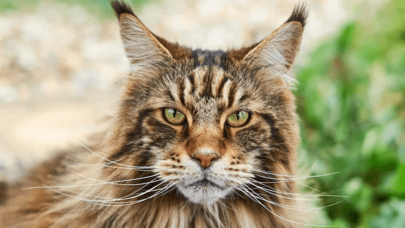 Maine Coon