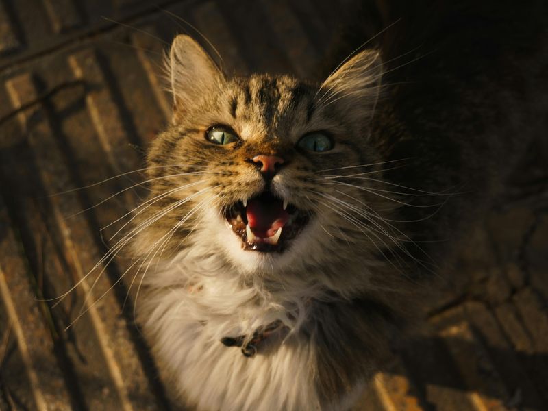 Maine Coon