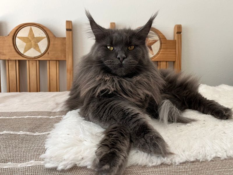 Maine Coon