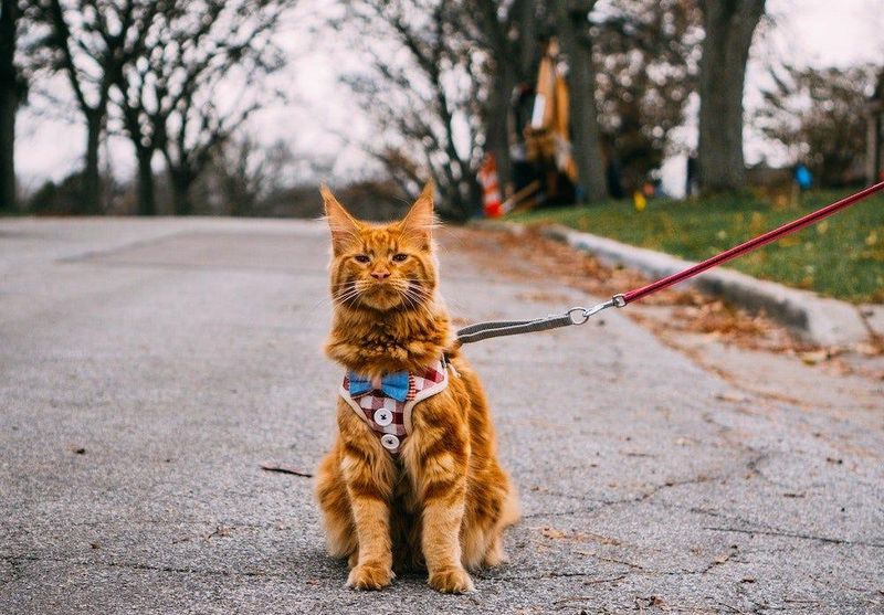 Maine Coon