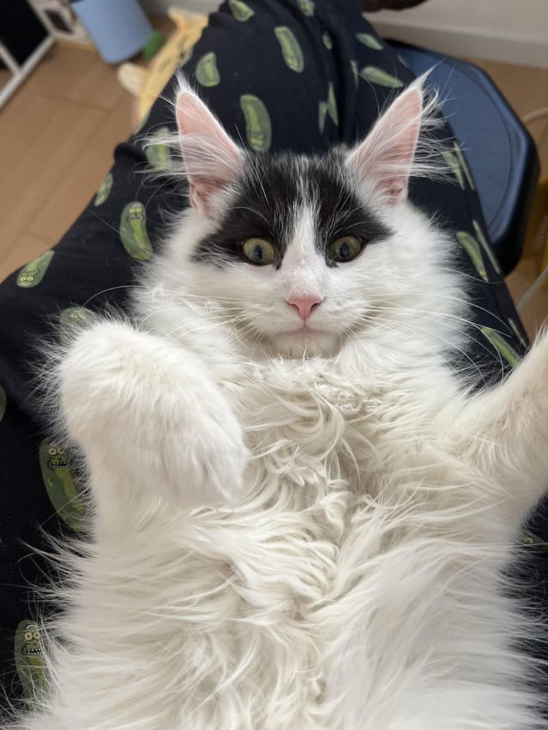 Maine Coon