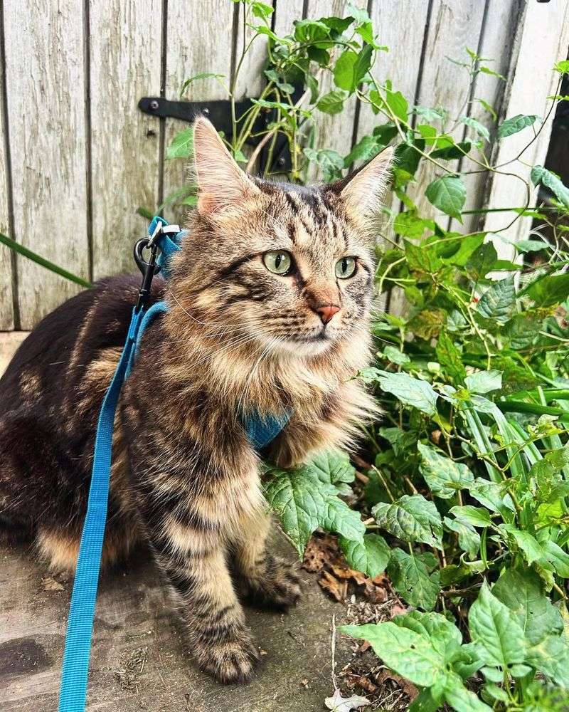 Maine Coon
