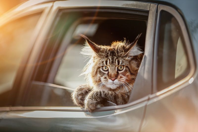 Maine Coon