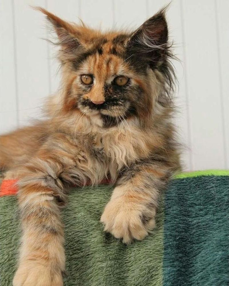 Maine Coon
