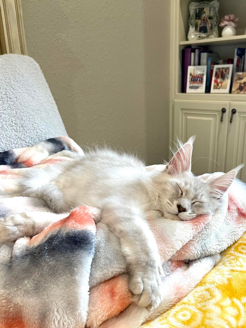 Maine Coon