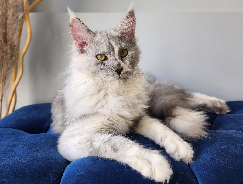 Maine Coon