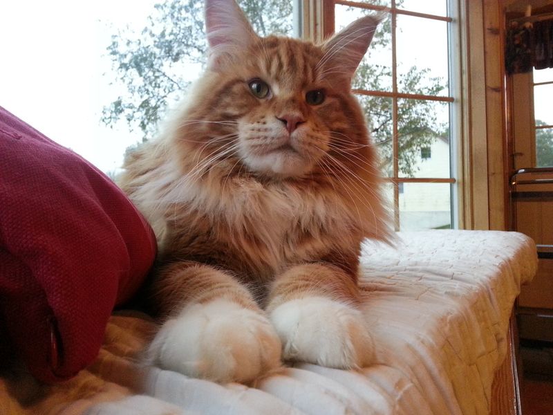 Maine Coon