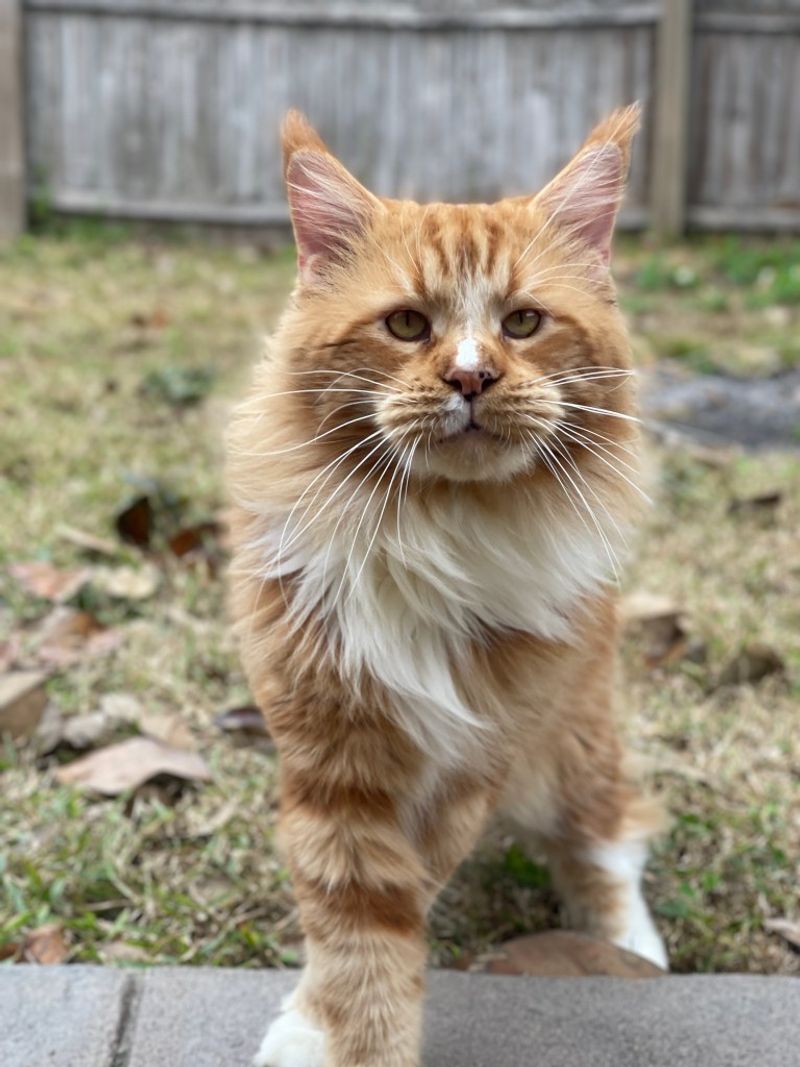 Maine Coon