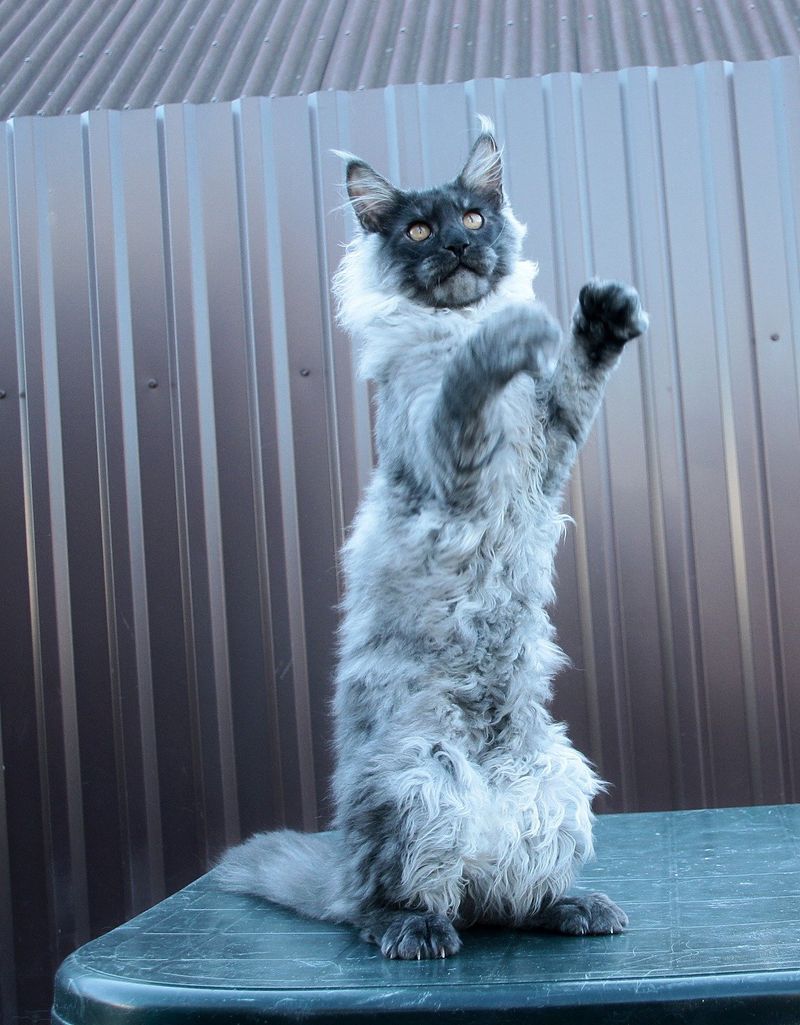 Maine Coon