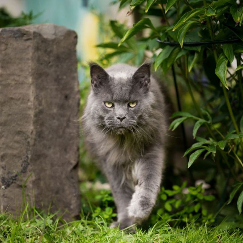 Maine Coon