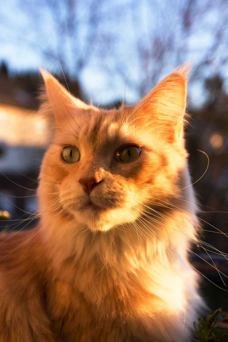 Maine Coon
