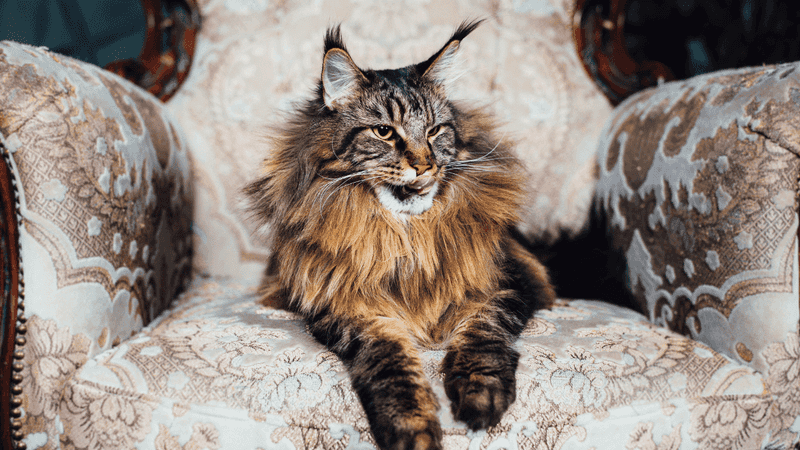 Maine Coon