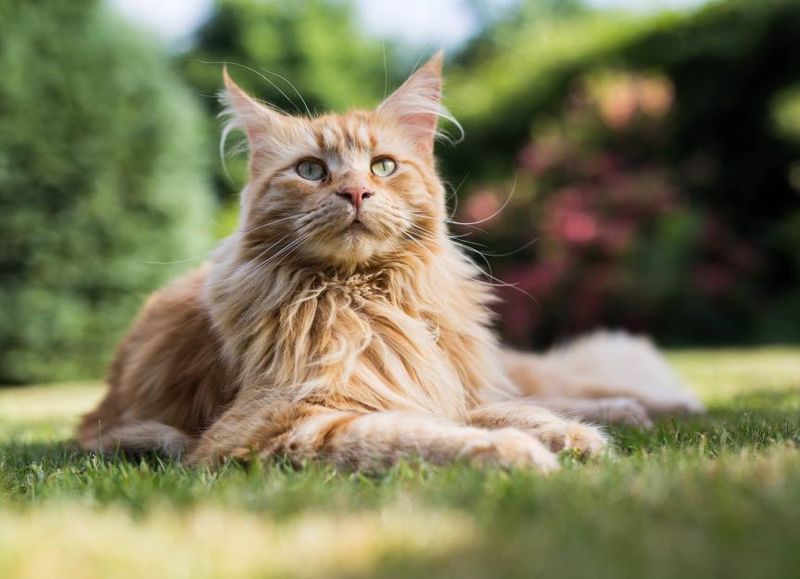 Maine Coon