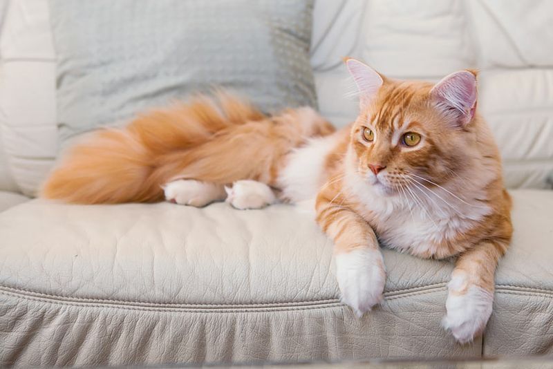 Maine Coon