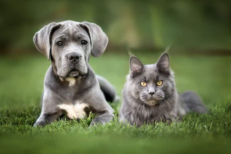 Maine Coon