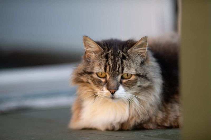 Maine Coon