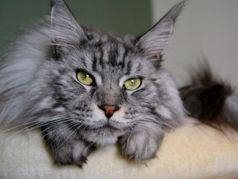 Maine Coon