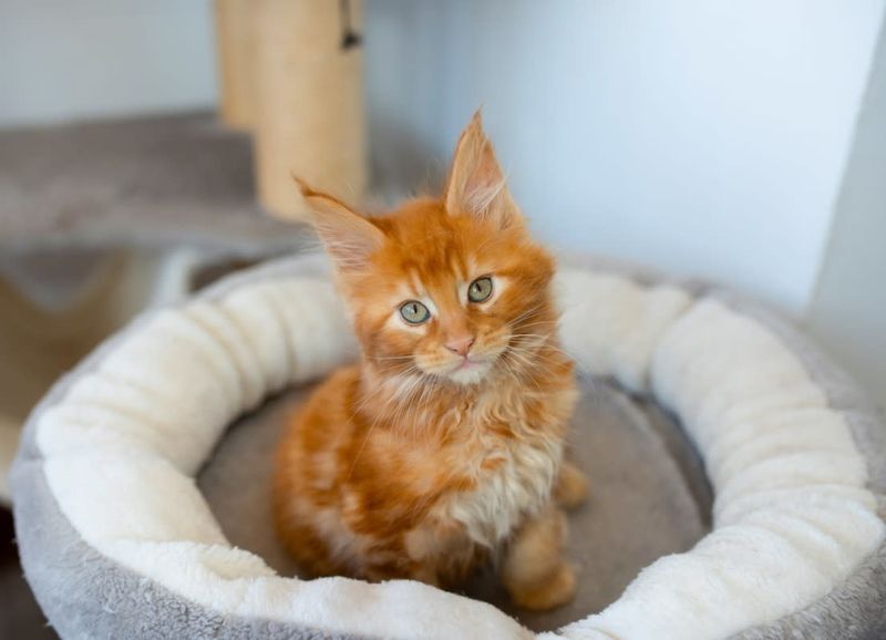 Maine Coon