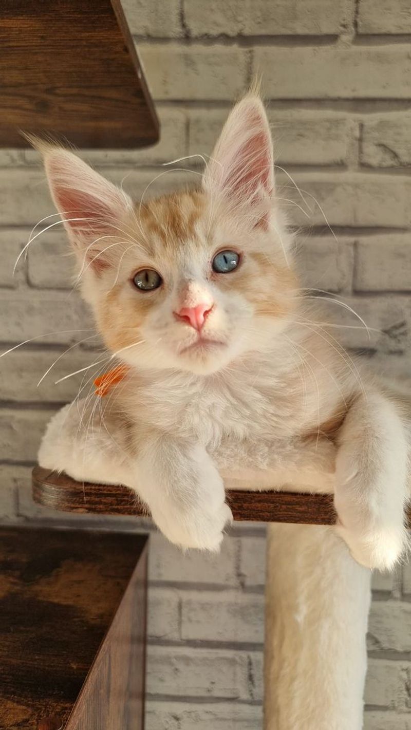 Maine Coon