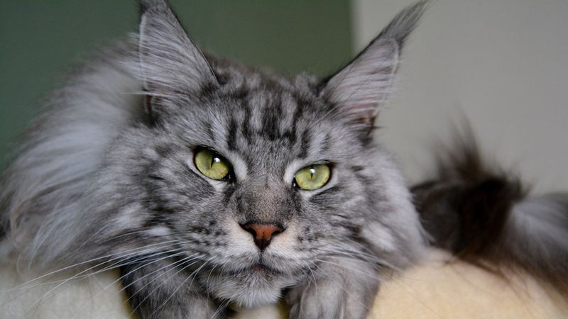 Maine Coon