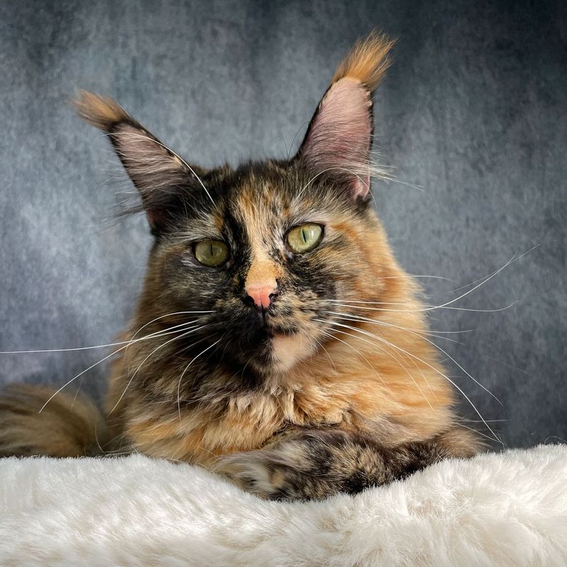 Maine Coon