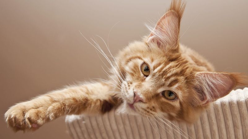 Maine Coon