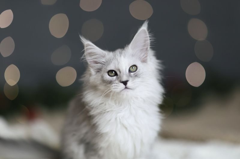 Maine Coon