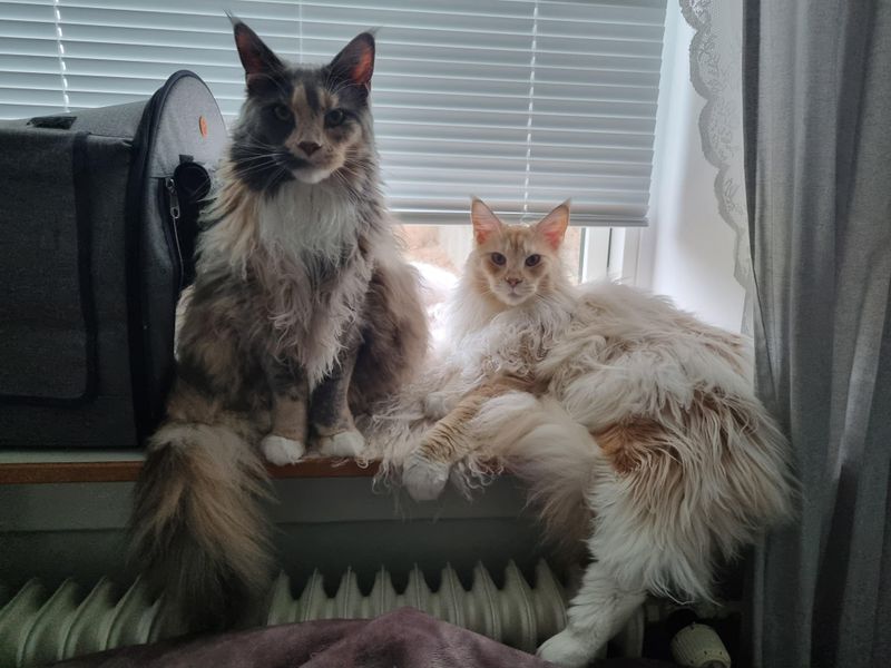 Maine Coon